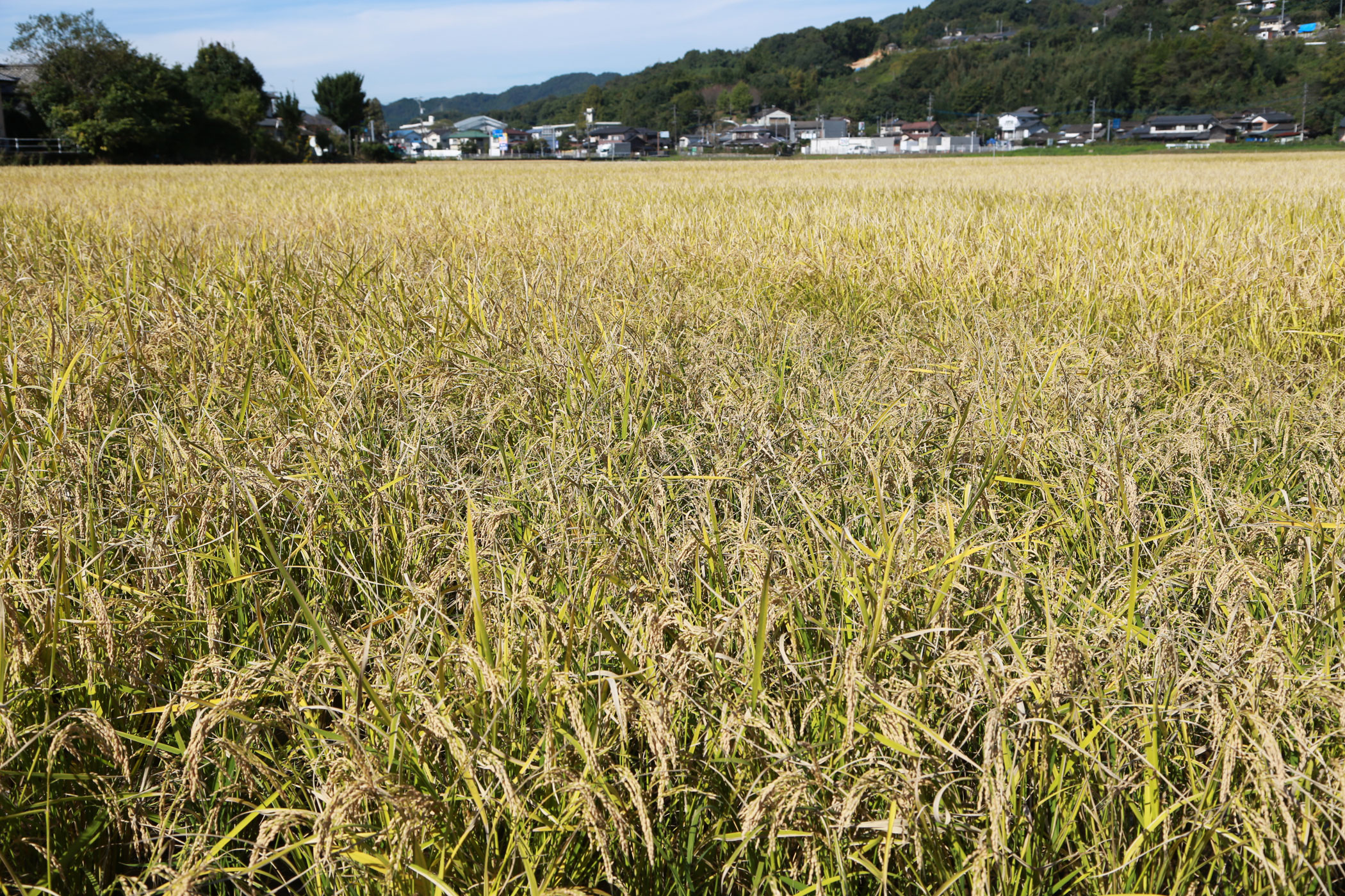 平川さん家の玄農薬玄米